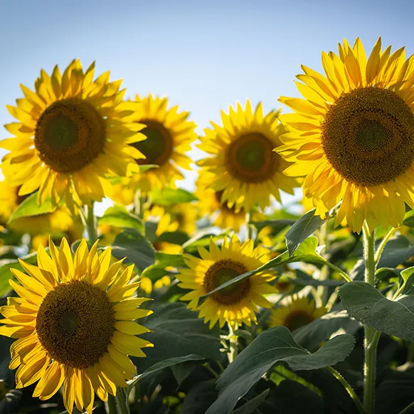 Champ de tournesols